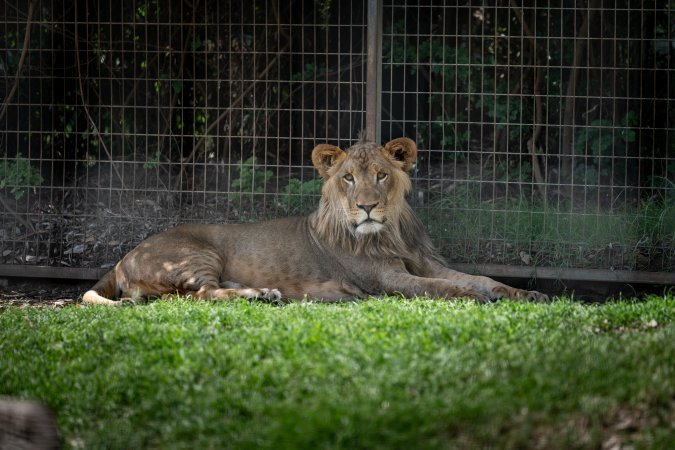 Young lion in enclosure