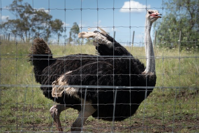 Ostrich behind a fence