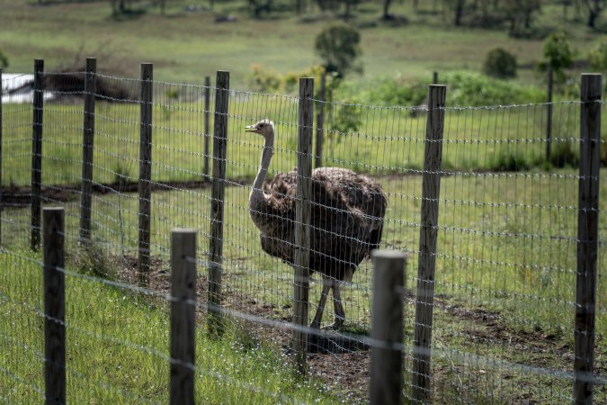 Ostrich behind a fence