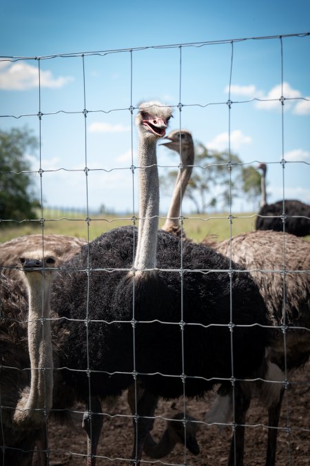 Ostrich behind a fence