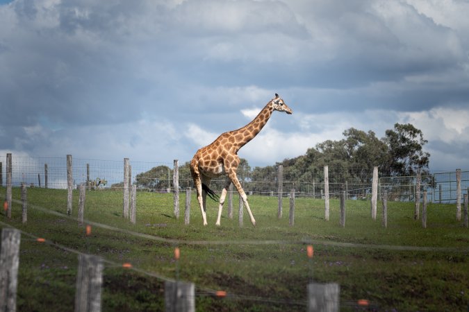 A giraffe in a paddock