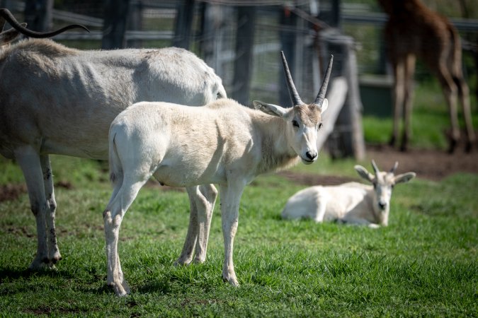 Young Addax in a paddock