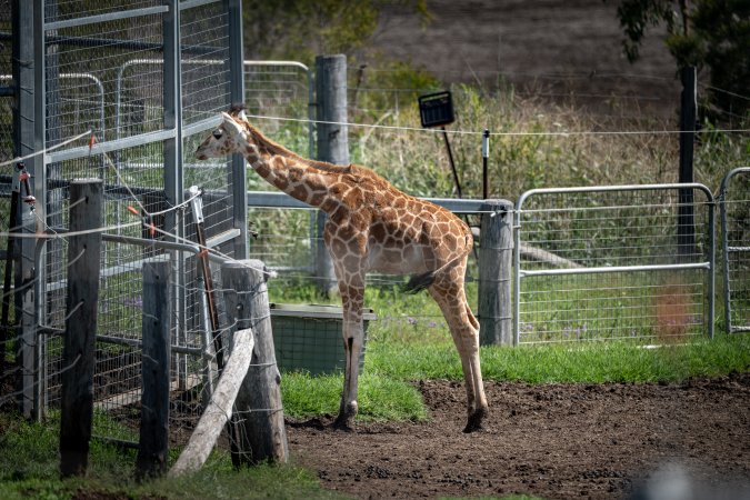 Young giraffe stands by a gate