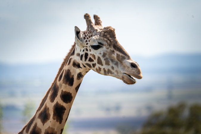 A giraffe against the skyline