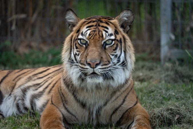Tiger enclosure