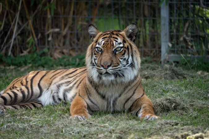 Tiger enclosure