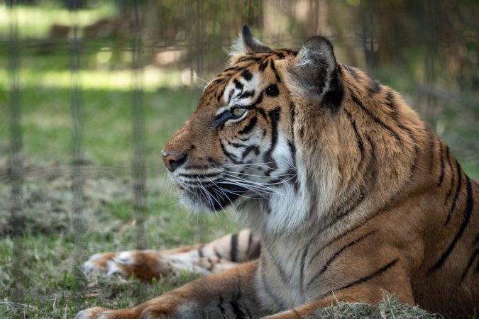 Tiger enclosure