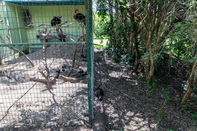 Wild brush turkey stands next to captive brush turkeys