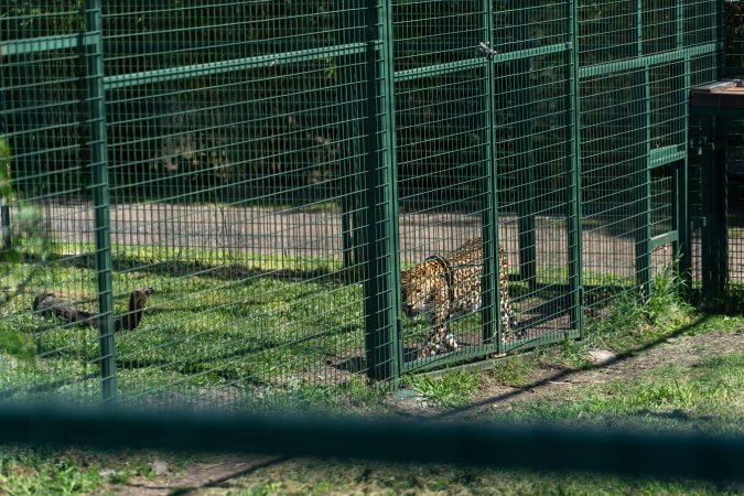 Leopard paces along fence