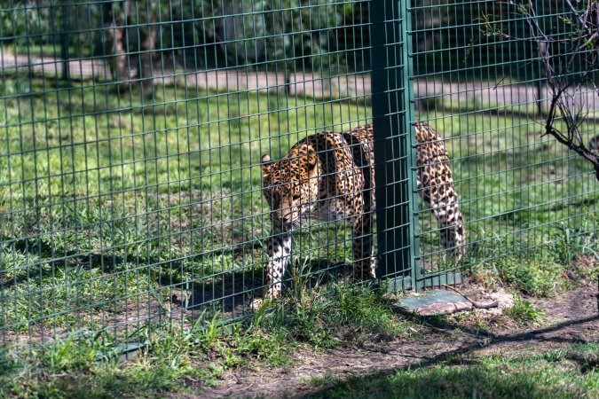 Leopard paces along fence