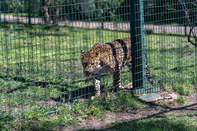 Leopard paces along fence