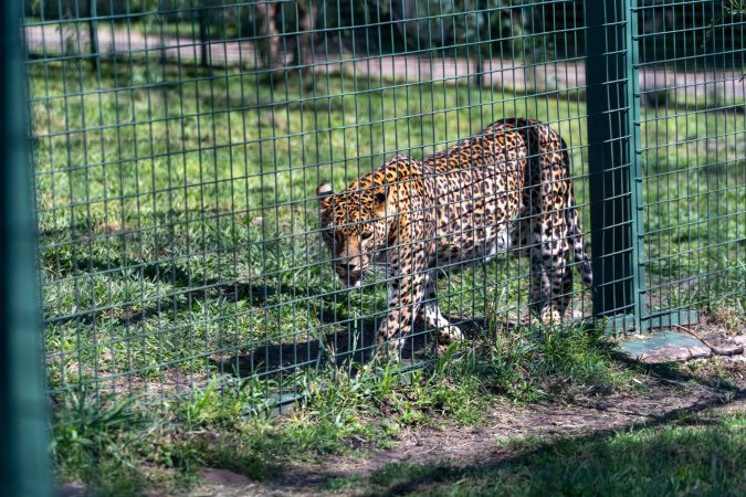 Leopard paces along fence