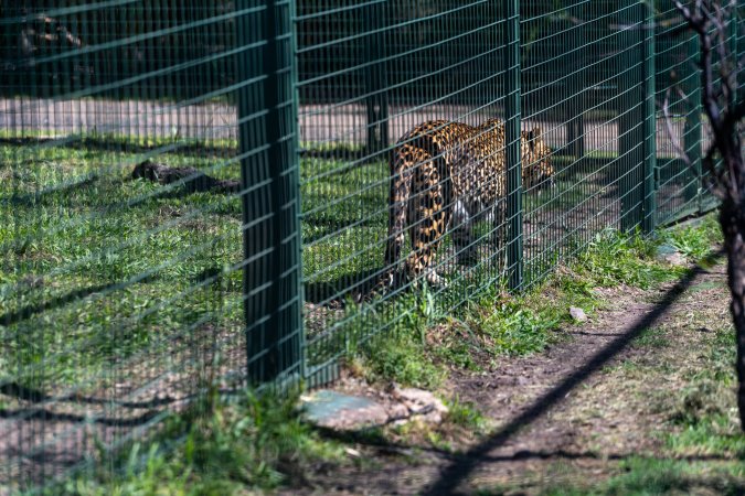 Leopard paces along fence