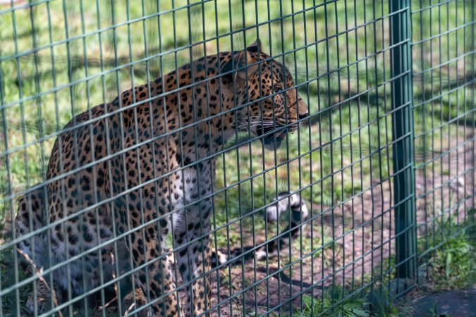 Leopard growls next to fence