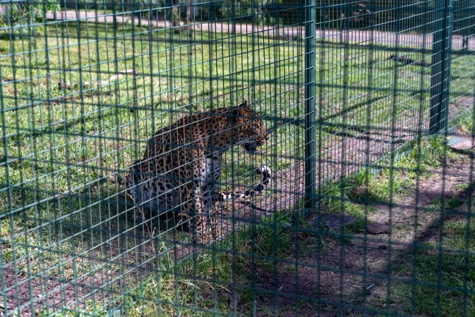 Leopard growls next to fence