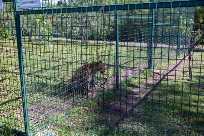 Leopard growls next to fence
