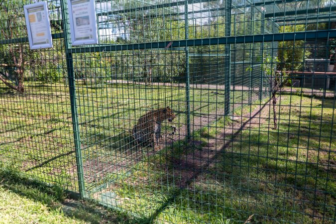 Leopard growls next to fence
