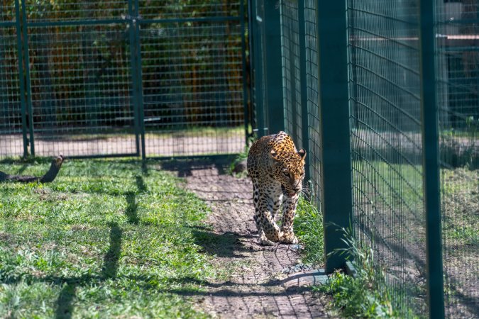 Leopard paces along fence