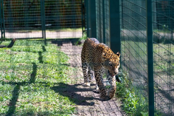 Leopard paces along fence