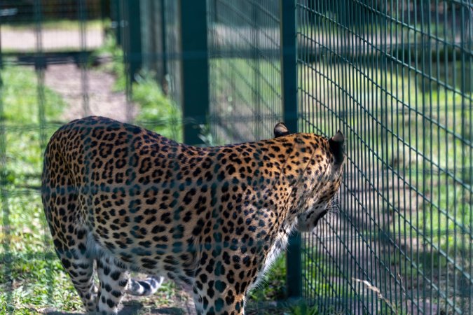 Leopard paces along fence