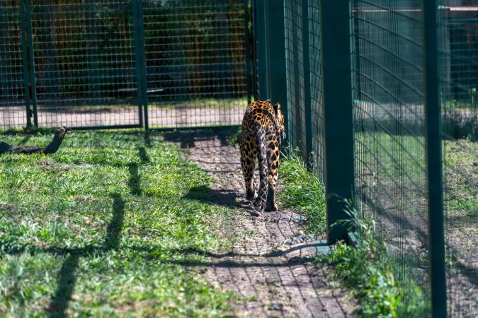 Leopard paces along fence
