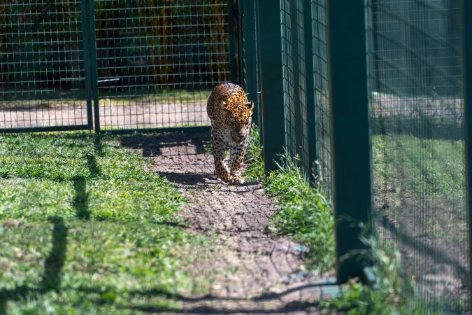 Leopard paces along fence