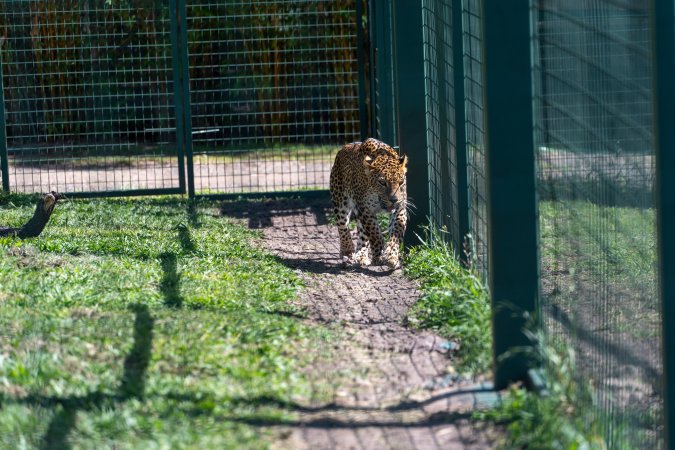Leopard paces along fence