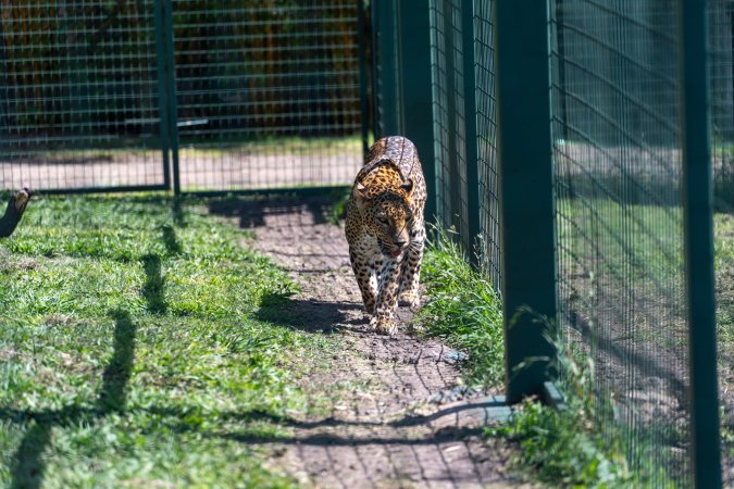 Leopard paces along fence