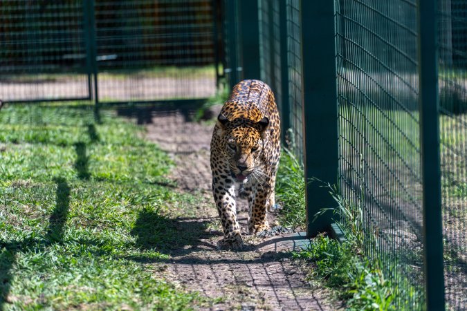 Leopard paces along fence