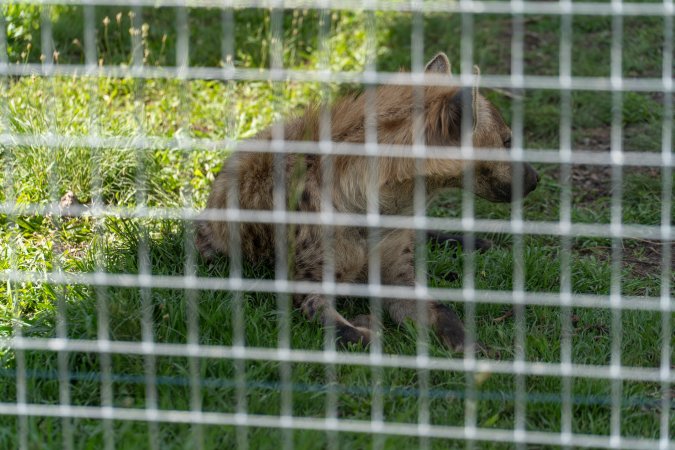 Hyena behind fence