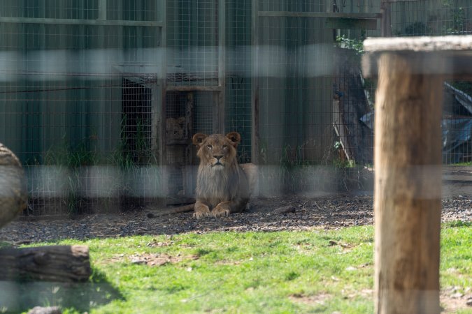 Young lion in fenced enclosure
