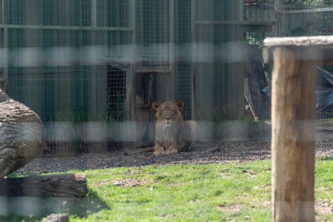 Young lion in fenced enclosure