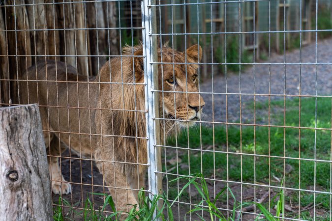 Young lion stalks passerby behind fence