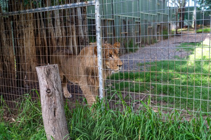 Young lion stalks passerby behind fence