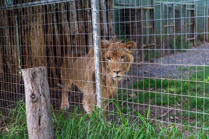 Young lion stalks passerby behind fence
