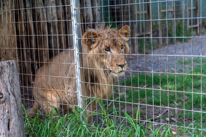 Young lion stalks passerby behind fence