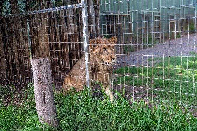 Young lion stalks passerby behind fence