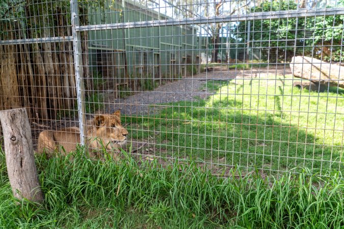 Young lion behind fence