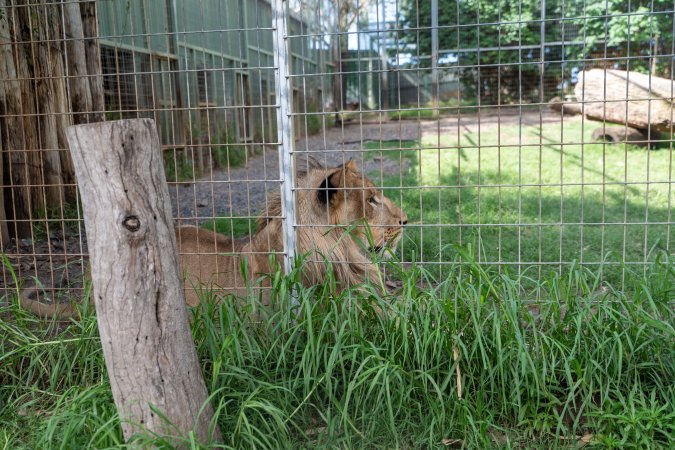 Young lion behind fence
