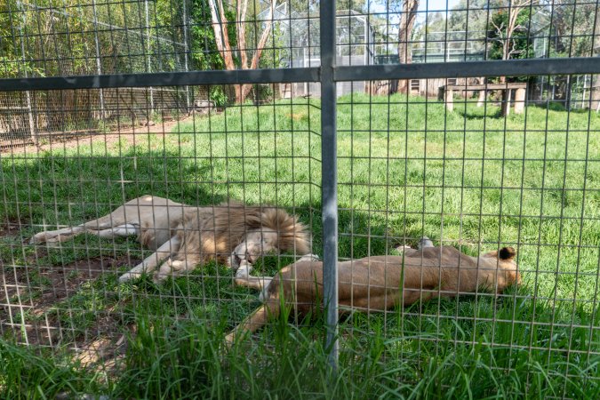Lion and lioness behind fence