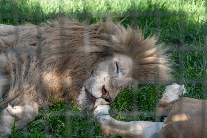 Lion and lioness behind fence