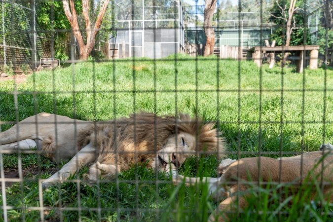 Lion and lioness behind fence