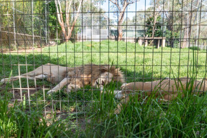 Lion and lioness behind fence