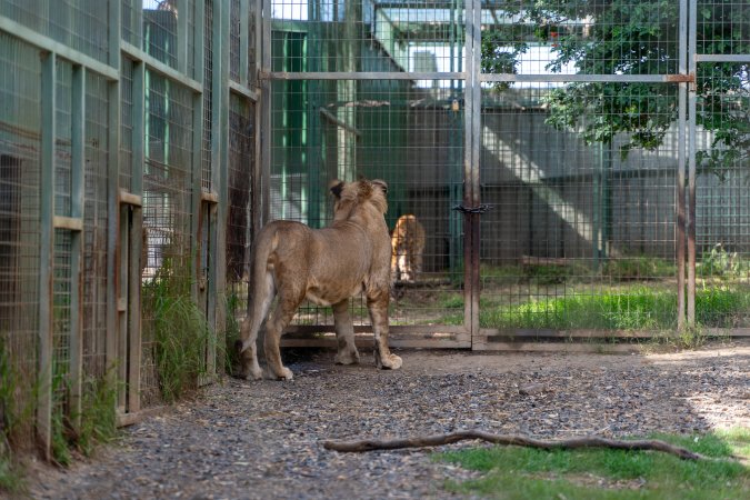 Young lion paces fence