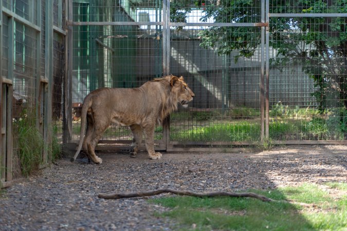 Young lion paces fence