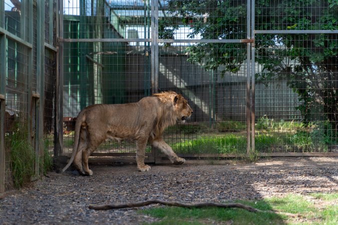 Young lion paces fence