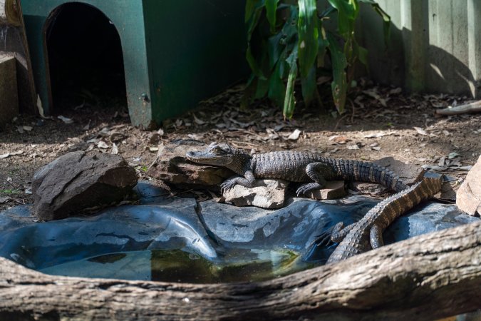 Alligators in shallow pond