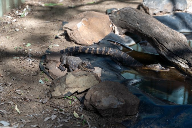 Alligators in shallow pond
