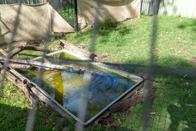 Alligator in shallow pond