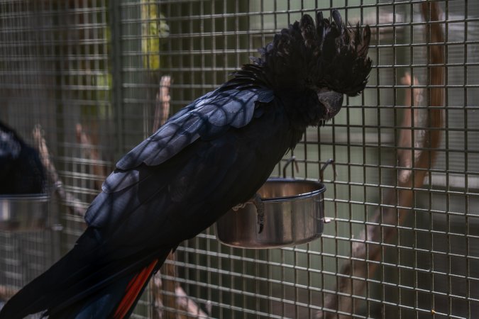 Cockatoo in cage